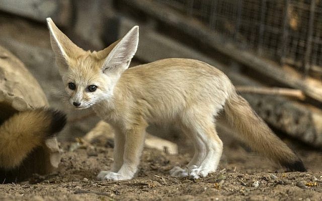 Awesome Fennec Fox