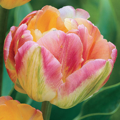 Beautiful Peach Tulip