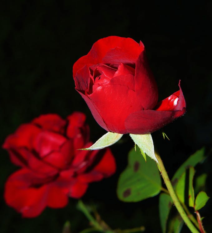 Free Rose Flower