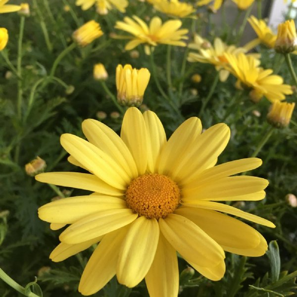 Free Yellow Daisy