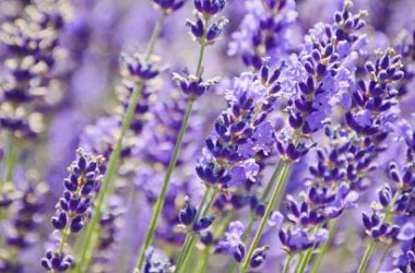 Natural Lavender Flower