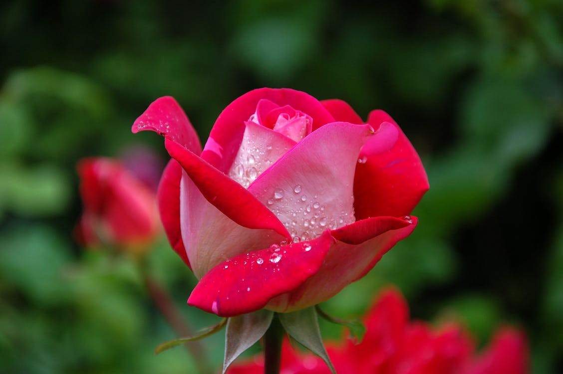 Nice Rose Flower