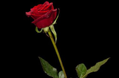 Photo Rose Flower