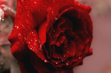 Stunning Rose Flower