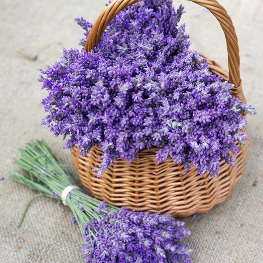 Top Lavender Flower