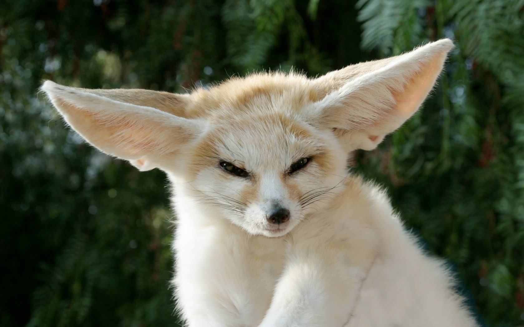 White Fennec Fox Backgrounds