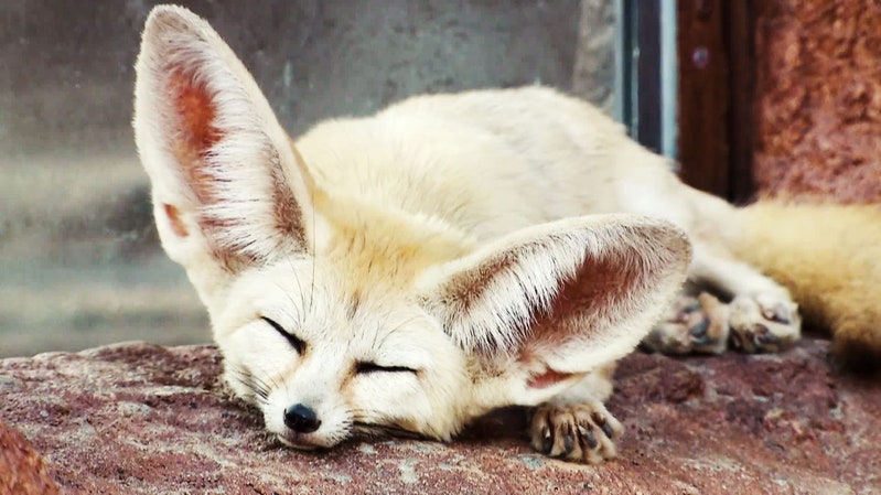 White Fennec Fox