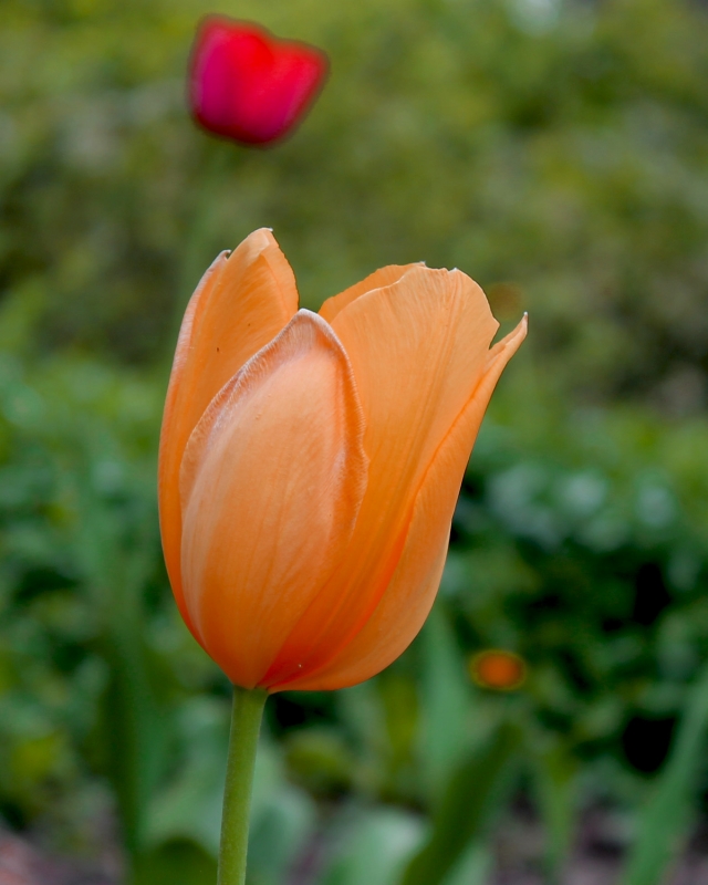 Wonderful Peach Tulip
