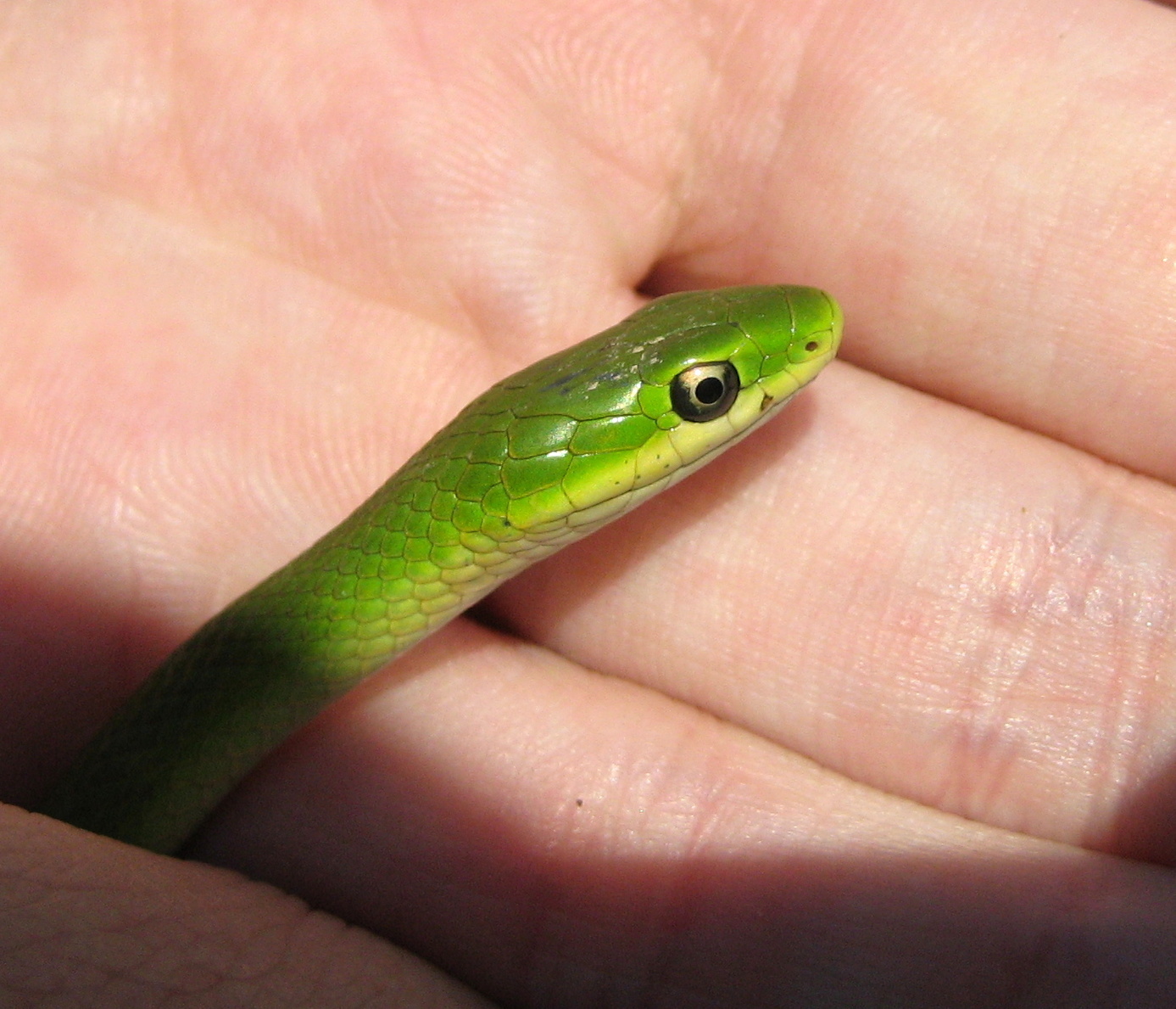 Best Green Snake