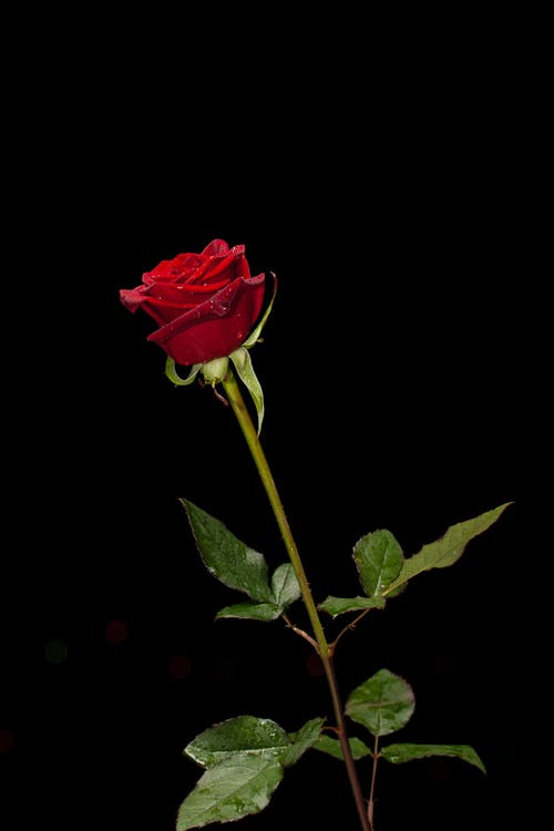 Best Red Rose