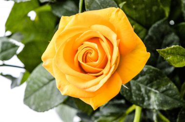 Best Yellow Rose
