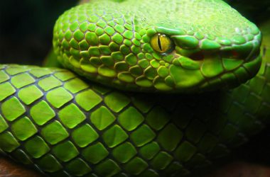 Big Eyes Green Snake