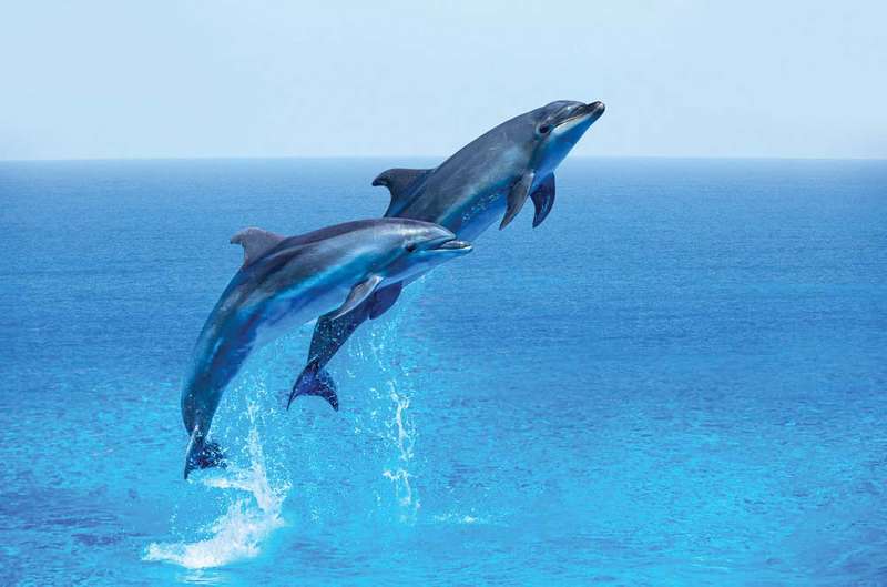 Blue Sea Dolphin Image