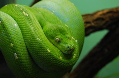 Danger Green Snake