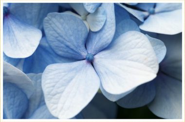 Free Blue Flower Image