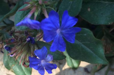 Gardening Blue Flower