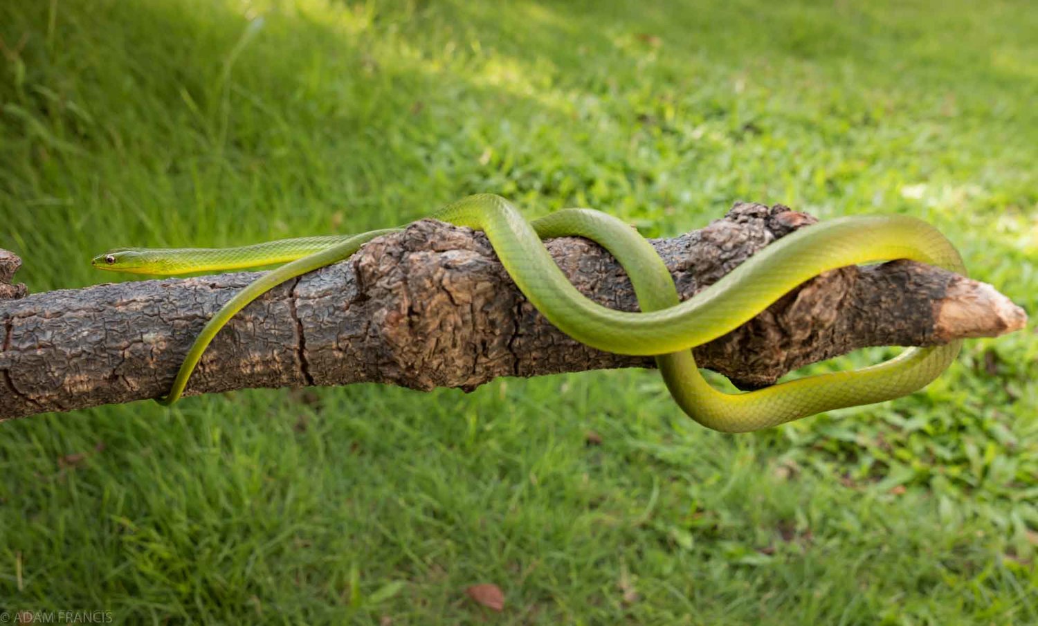 Green Grass With Green Snake