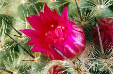 Super Cactus Flower