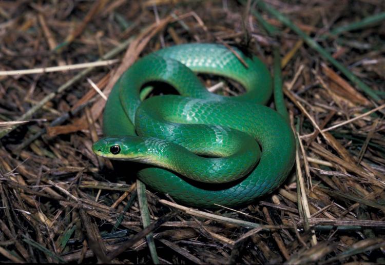 Top Green Snake