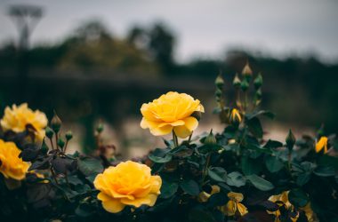 Widescreen Yellow Rose