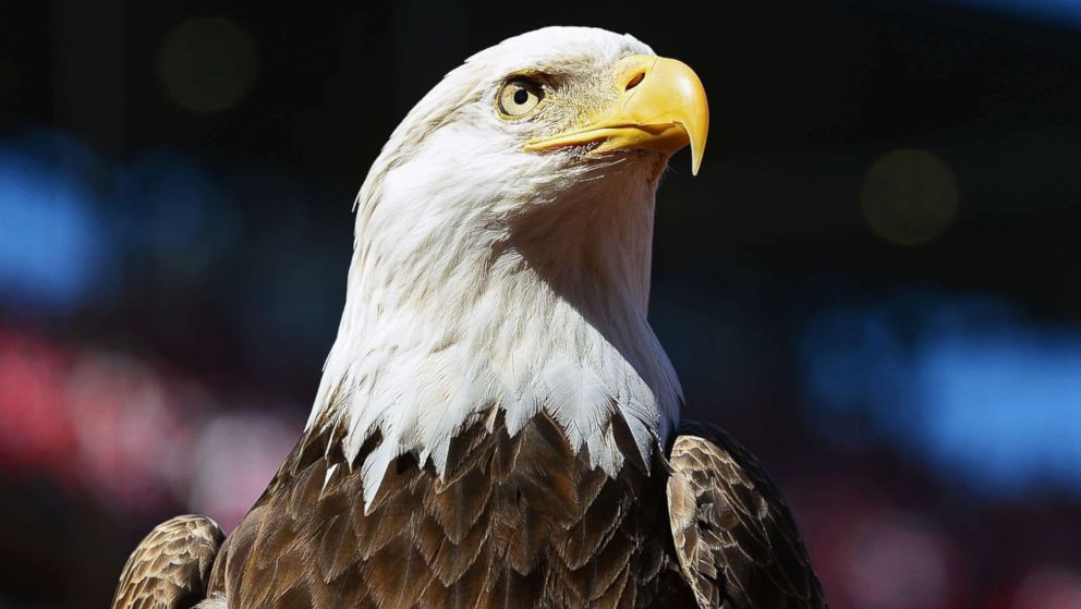 Wonderful Bald Eagle Image