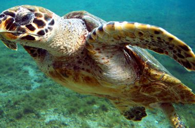 Animal Hawksbill Sea Turtle