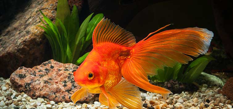 Awesome Goldfish
