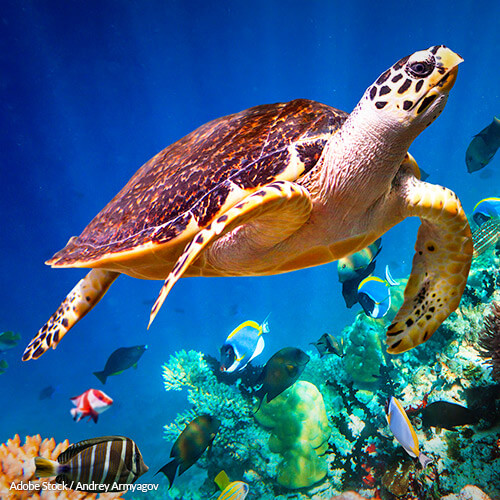 Awesome Hawksbill Sea Turtle