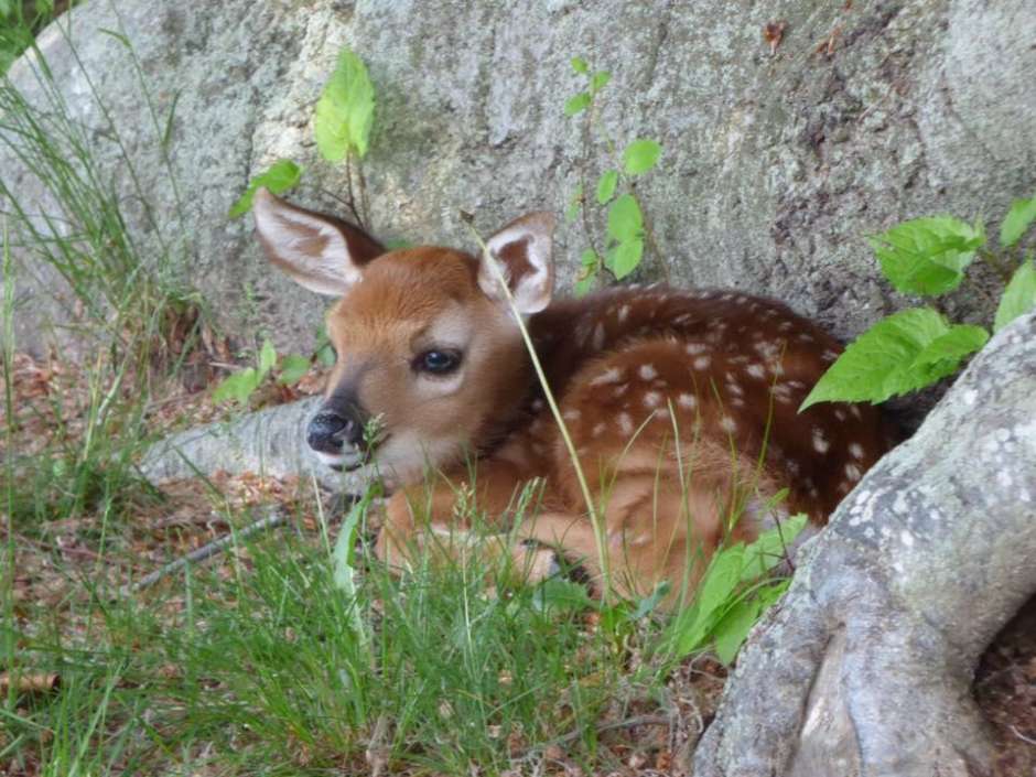 Best Baby Deer