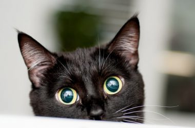 Cute Eyes Black Cat