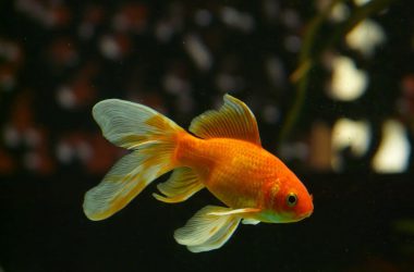 Lifespan Goldfish