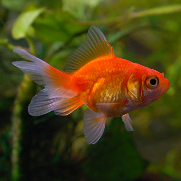 Orange Goldfish