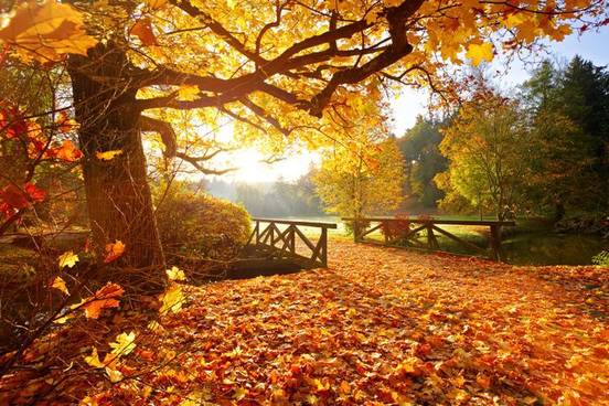 Small Bridge Autumn Backgrounds