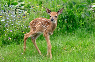 Widescreen Baby Deer