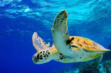 Wonderful Hawksbill Sea Turtle
