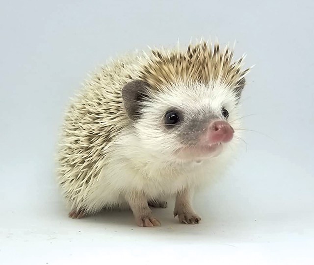 Amazing Hedgehog Image