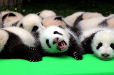 Awesome Baby Panda