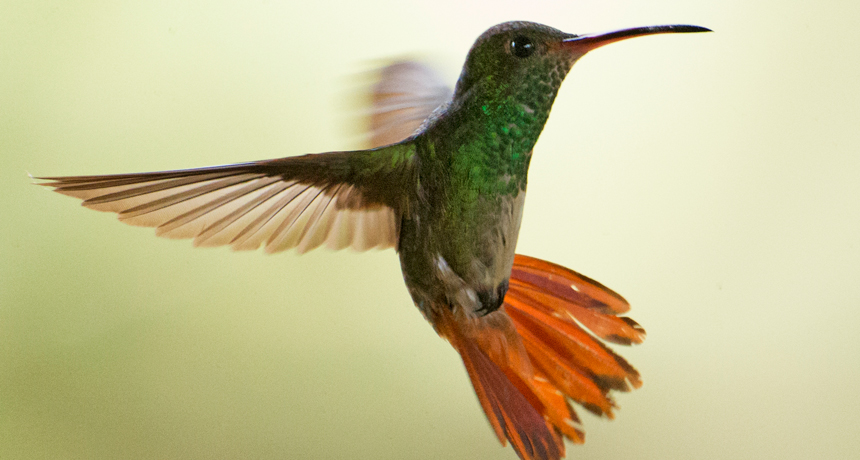 Awesome Flying Hummingbird