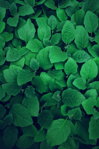 Awesome Green Leaves