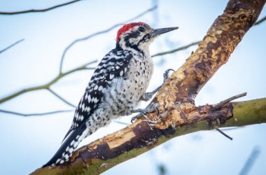 Awesome Woodpecker 32511