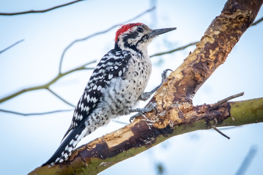 Awesome Woodpecker