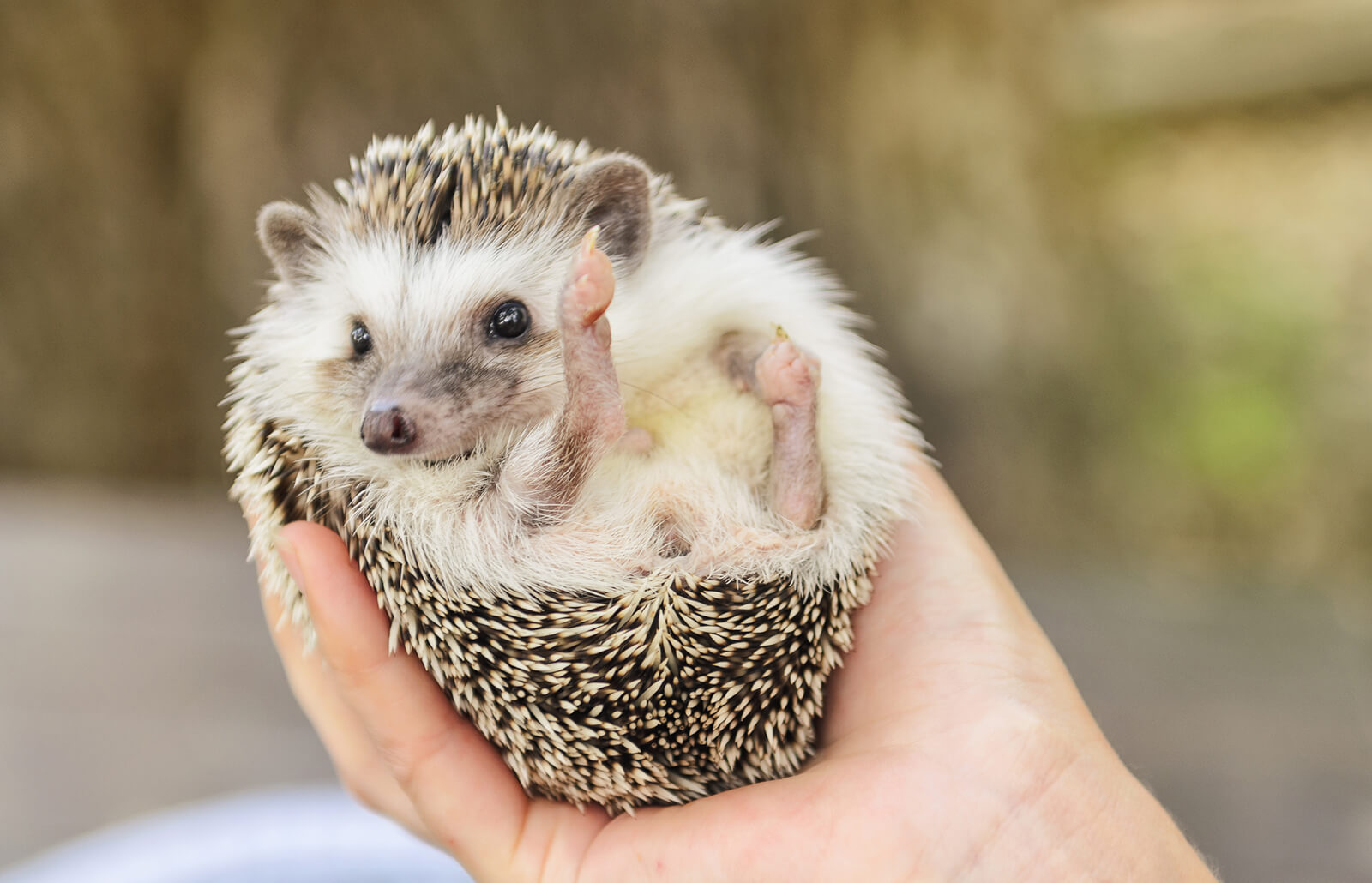 Baby Hedgehog Image