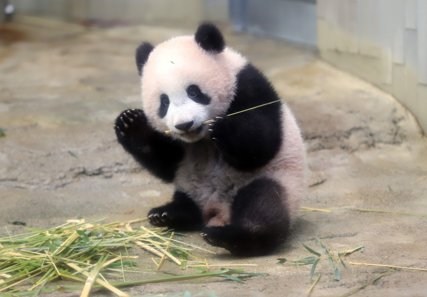Beautiful Baby Panda