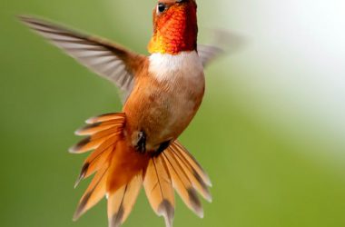 Beautiful Flying Hummingbird