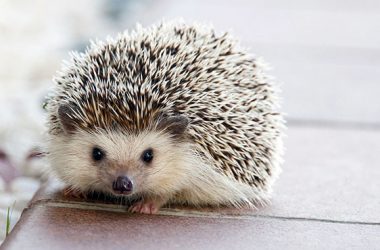 Best Hedgehog Image