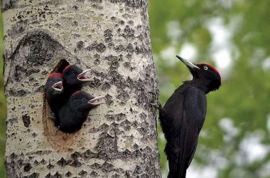 Black Woodpecker 32513