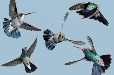 Colorful Flying Hummingbird