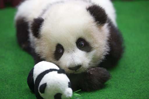 Cute Baby Panda