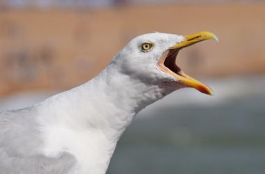 Cute Seagull