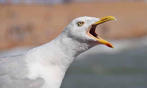 Cute Seagull